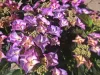 Kerti hortenzia  - Royalty Collection "Tiffany Purple" K2