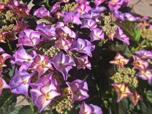 Kerti hortenzia  - Royalty Collection "Tiffany Purple" K2
