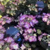 Kerti hortenzia  - Royalty Collection "Tiffany Purple" K2