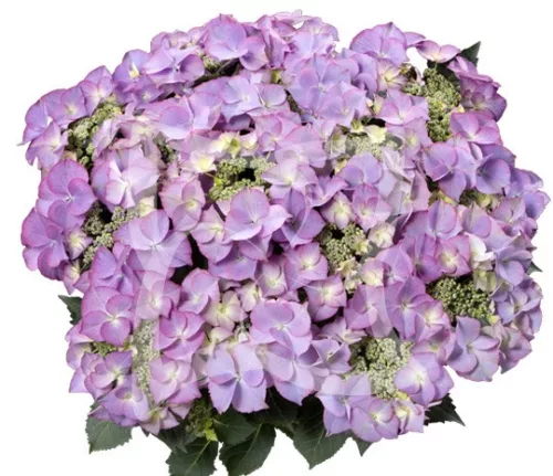 Kerti hortenzia  - Royalty Collection "Tiffany Purple" K2