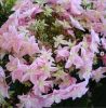 Kerti hortenzia - Hydrangea macrophylla 'Double Dutch Light Pink'