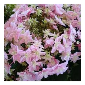   Kerti hortenzia - Hydrangea macrophylla 'Double Dutch Light Pink'