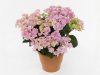 Kerti hortenzia - Hydrangea macrophylla 'Double Dutch Light Pink'