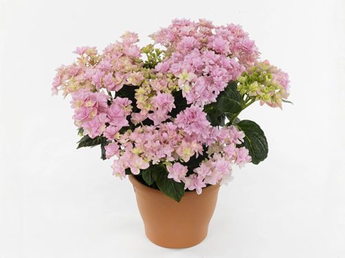 Kerti hortenzia - Hydrangea macrophylla 'Double Dutch Light Pink'