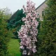 Oszlopos japán díszcseresznye - Prunus serrulata ‘Amanogawa’
