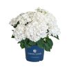 Kerti hortenzia - Hydrangea macrophylla Surfing Safari "White waves"
