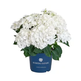   Kerti hortenzia - Hydrangea macrophylla Surfing Safari "White waves"