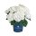 Kerti hortenzia - Hydrangea macrophylla Surfing Safari "White waves"