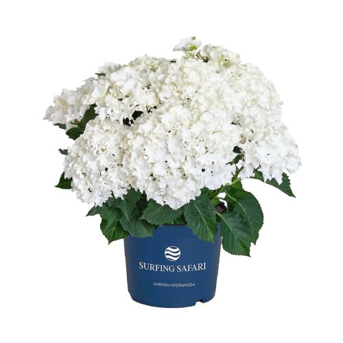 Kerti hortenzia - Hydrangea macrophylla Surfing Safari "White waves"
