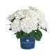 Kerti hortenzia - Hydrangea macrophylla Surfing Safari "White waves"