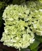 Kerti hortenzia - Hydrangea macrophylla Surfing Safari "White waves"