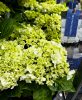 Kerti hortenzia - Hydrangea macrophylla Surfing Safari "White waves"