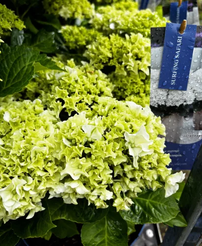 Kerti hortenzia - Hydrangea macrophylla Surfing Safari "White waves"