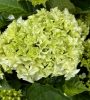 Kerti hortenzia - Hydrangea macrophylla Surfing Safari "White waves"