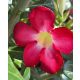 Sivatagi rózsa - Adenium obesum "Anouk"