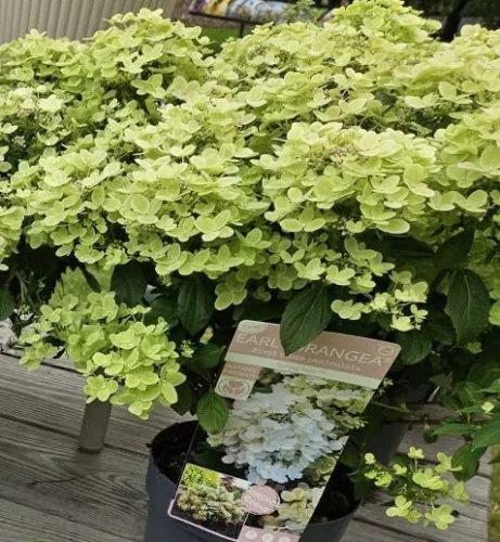 Bugás hortenzia - Hydrangea paniculata EARLYDRANGEA® First Bloom ‘Spring Kiss’