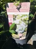 Bugás hortenzia - Hydrangea paniculata EARLYDRANGEA® First Bloom ‘Spring Kiss’