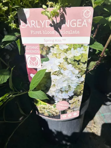 Bugás hortenzia - Hydrangea paniculata EARLYDRANGEA® First Bloom ‘Spring Kiss’
