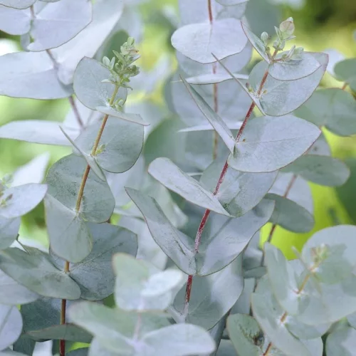 Havasi Eukaliptusz - Eucalyptus Gunnii Cs17