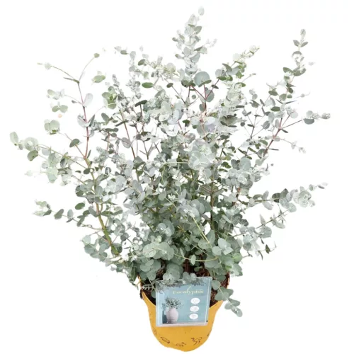 Havasi Eukaliptusz - Eucalyptus Gunnii Cs17