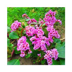   Bőrlevél - Bergenia cordifolia " Shoeshine Rose" - cs13