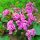 Bőrlevél - Bergenia cordifolia " Shoeshine Rose" - cs17