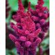 Tollbuga - Astilbe "Visions in Red"