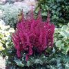 Tollbuga - Astilbe "Visions in Red"