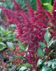 Tollbuga - Astilbe "Visions in Red"