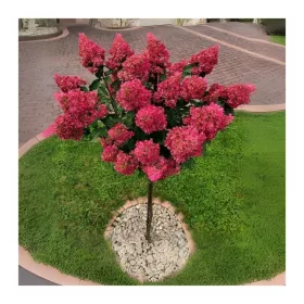   Törzses bugás hortenzia - Petite Flori - Hydrangea Paniculata - 55 cm törzs