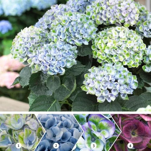 Kerti Hortenzia - Hydrangea macrophylla - "Magical Revolution Blue" K4
