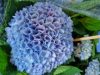 Kerti Hortenzia - Hydrangea macrophylla - "Magical Revolution Blue" K4