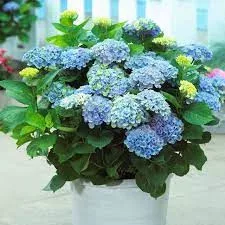 Kerti Hortenzia - Hydrangea macrophylla - "Magical Revolution Blue" K4
