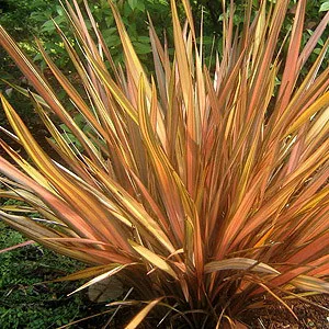 Phormium - Gold Ray - Tengerparti vászonfű