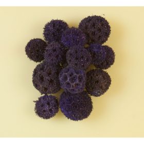 Ámbrafa termés - falfestékes - lila