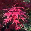 Japán juhar - Acer palmatum "Deshojo" K5