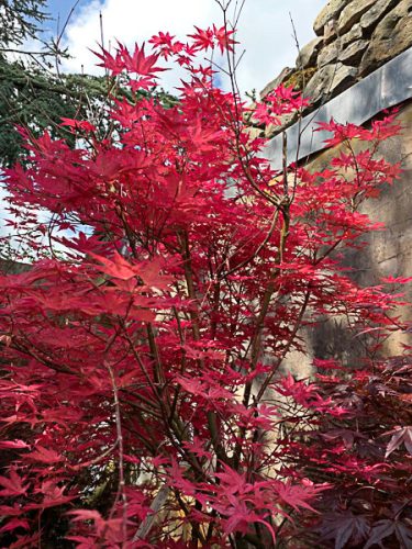 Japán juhar - Acer palmatum "Deshojo" K5