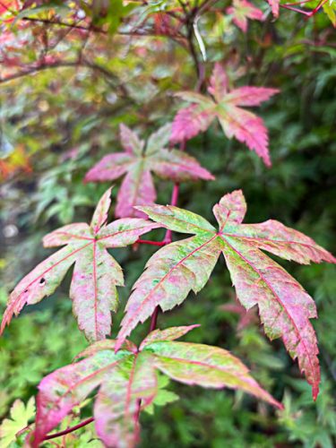 Japán juhar - Acer palmatum "Deshojo" K5