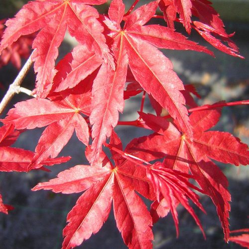 Japán juhar - Acer palmatum "Deshojo" K5