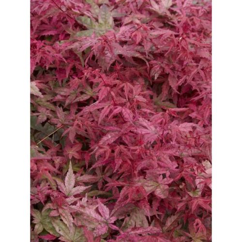 Japán juhar - Acer palmatum "Deshojo" K5
