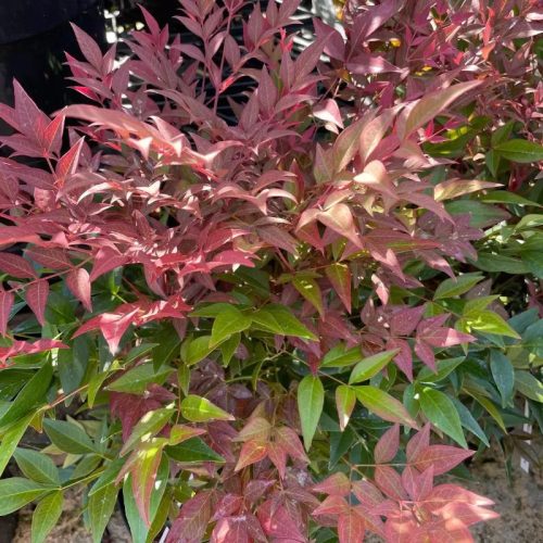 Japán szentfa - Nandina domestica "Obsessed"