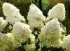 Bugás hortenzia - "Phantom" - Hydrangea Paniculata - K2