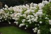 Bugás hortenzia - "Phantom" - Hydrangea Paniculata - K2