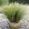 Árvalányhaj - Stipa tenuissima
