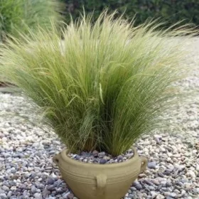 Árvalányhaj - Stipa tenuissima