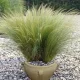 Árvalányhaj - Stipa tenuissima