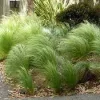 Árvalányhaj - Stipa tenuissima