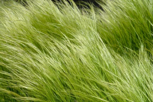 Árvalányhaj - Stipa tenuissima