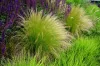 Árvalányhaj - Stipa tenuissima