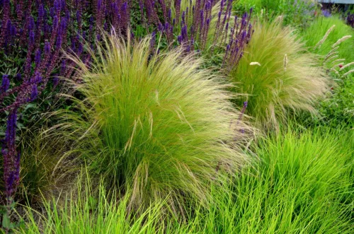 Árvalányhaj - Stipa tenuissima